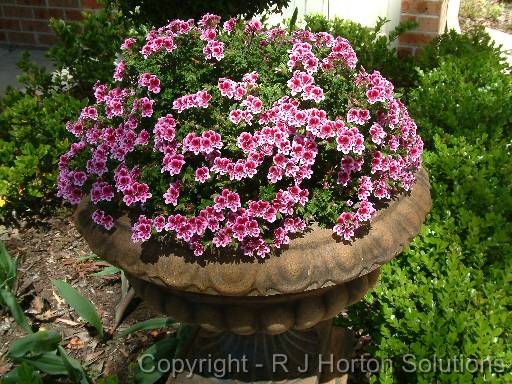 Pelargonium Pink 